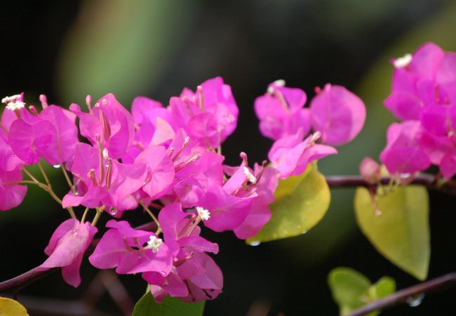 Bungalow in Papetoai - Lagoon Bougainvilla - Robinson's Cove Bungalow in Papetoai - Lagoon Bougainvilla - Robinson's Cove